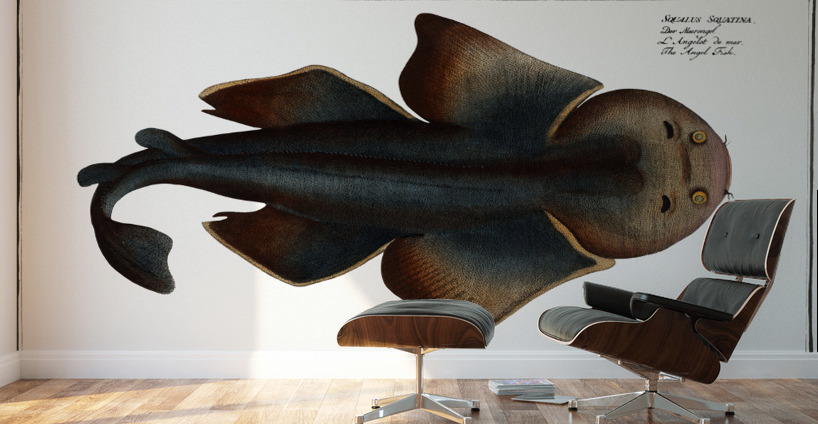Angel FIsh Squalus Squatina Wall Murals