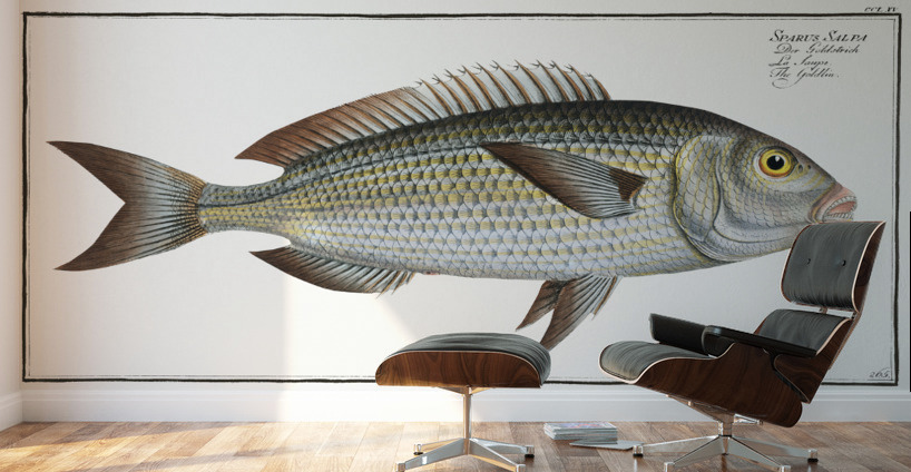 Goldlin Sparus Salpa Wall Murals