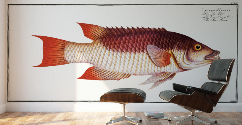 Sea Boar Lutianus Vrres Wall Murals
