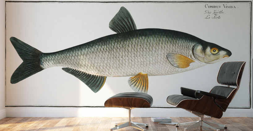 Vimba Cyprinus Vimba Wall Murals