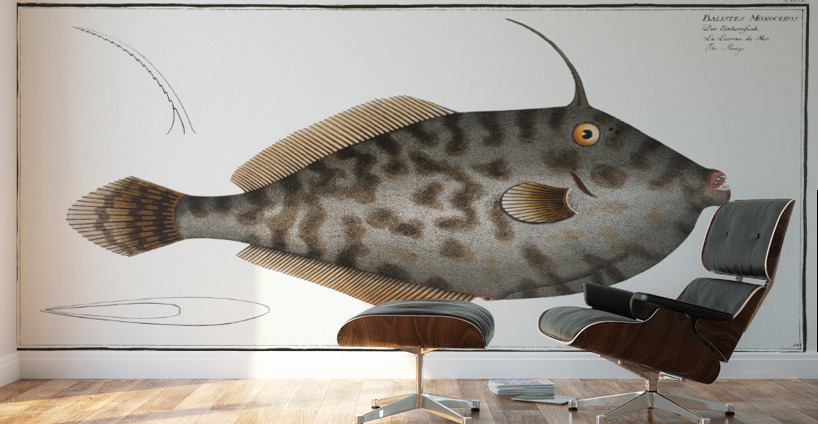 Mingo Balistes Monoceros Wall Murals