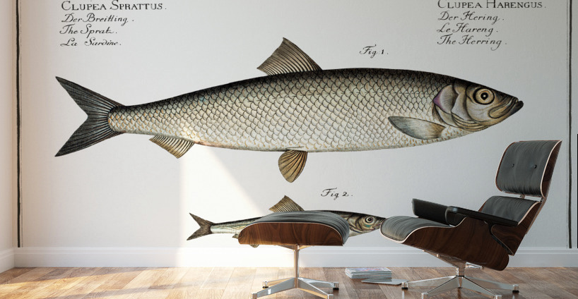 1. Herring Clupea Harengus 2. Sprat Clupea Sprattus Wall Murals