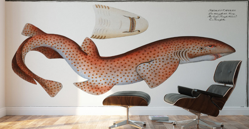 Lesser Rough Flound Squalus Catulus Wall Murals