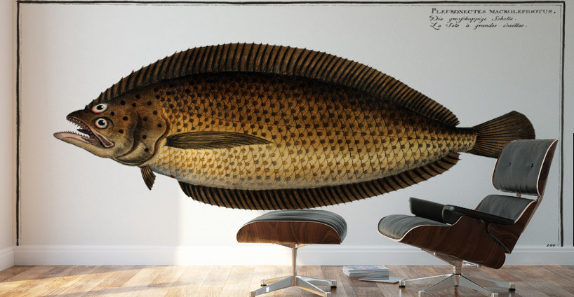 Pleuronectes macrolepidotus Wall Murals