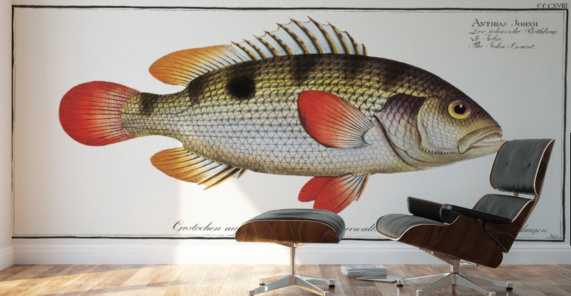 Johns Grunt Anthias Johnii Wall Murals
