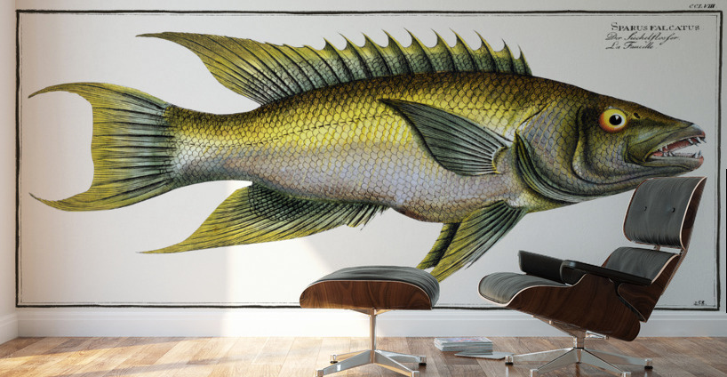 Sparus falcatus Wall Murals