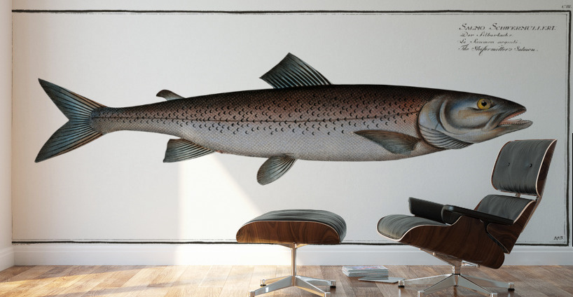 Schifermillers Salmon Salmo Schifermulleri Wall Murals