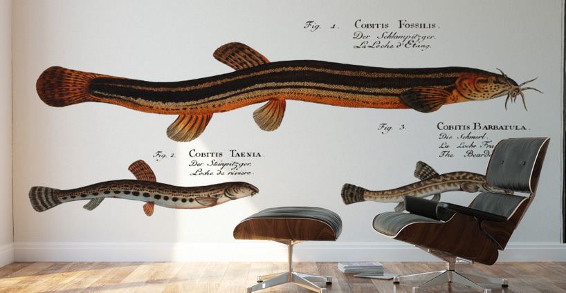 1. Muddy-Loach Cobitis Fossilis 2. Ribban-Loach Cobitis Taenia 3. Bearded-Loach Cobitis Bartula Wall Murals