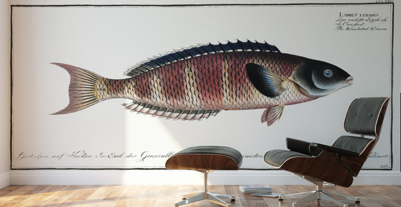 Lunulated Wrasse Labrus lunaris Wall Murals