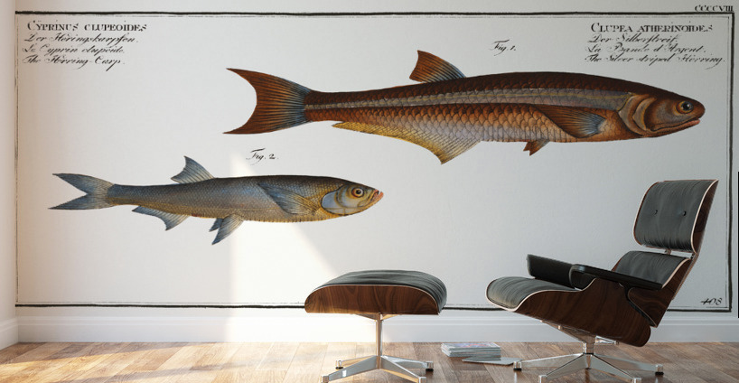 1. Silver-striped Herring Clupea atherinoides 2. Herring-Carp Cyprinus clupeoides Wall Murals