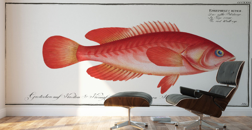 Red Wall-eye Epinephelus ruber Wall Murals