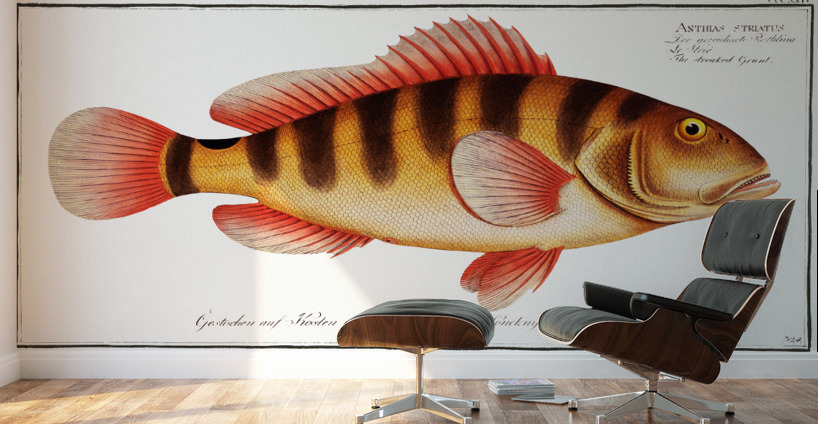 Streaked Grunt Anthias striatus Wall Murals