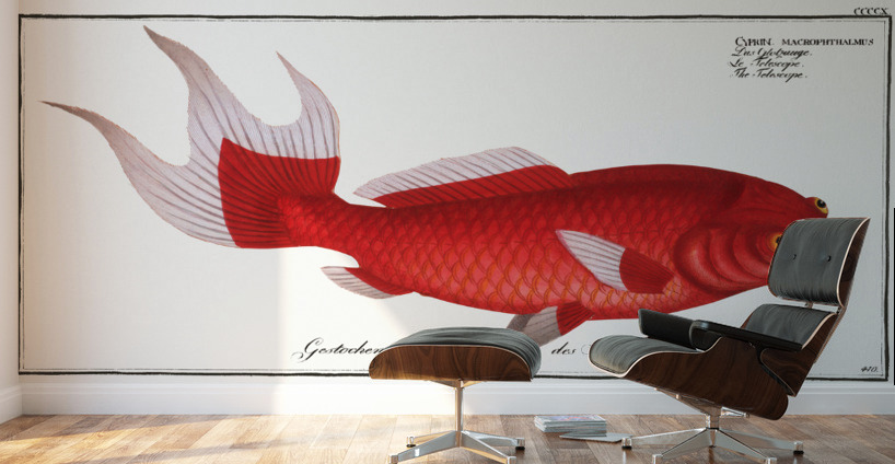 Telescope Cyprinus macrophthalmus Wall Murals