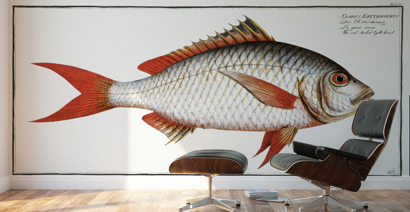 Red-tailed Gilt-head Sparus Erythrourus Wall Murals
