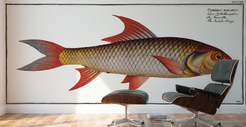 Sickle-Carp Cyprinus falcatus Wall Murals