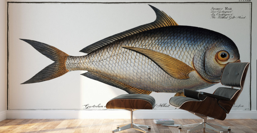 Toothed Gild-Head Sparus Raii Wall Murals