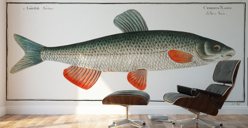 Nase-Carp Cyprinus Nasus Wall Murals