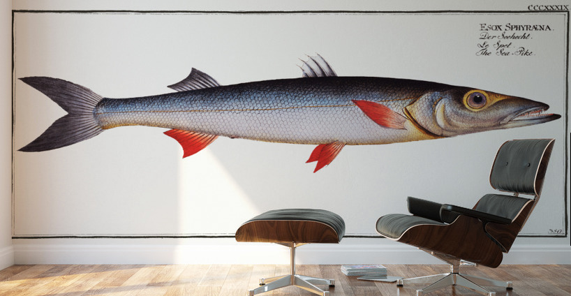 Sea-Pike Esox Sphyraena Wall Murals