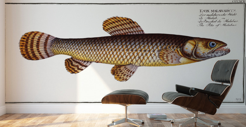 Pike of Malabar Esox malabaricus Wall Murals