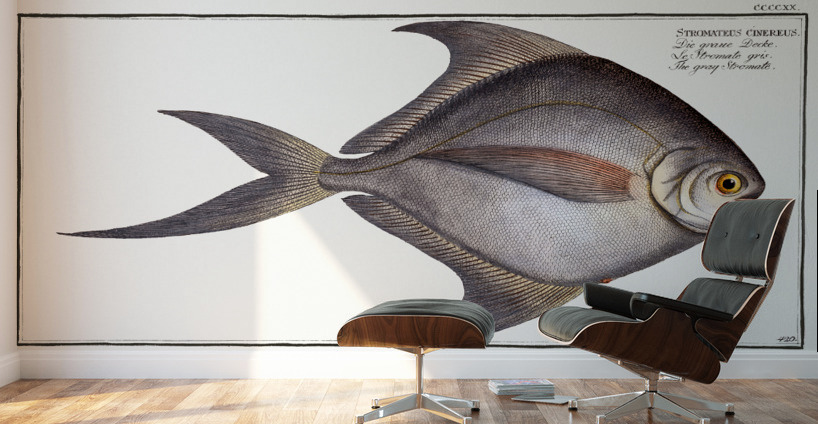 Gray Stromate Stromateus cinereus Wall Murals