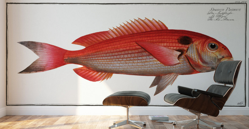 Sea-Bream Sparus Pargus Wall Murals