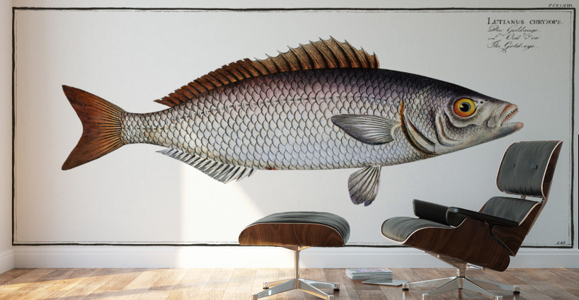 Gold-eye Lutianus chrysops Wall Murals