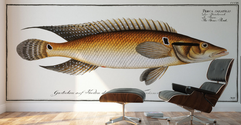 Stone-Perch Perca saxatilis Wall Murals