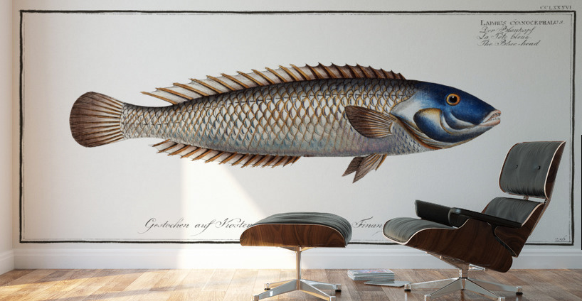 Blue-head Labrus cyanocephalus Wall Murals