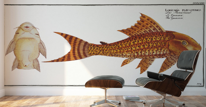 Guacari Loricaria plecostomus Wall Murals