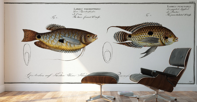1. Punctulated Wrasse Labrus punctatus 2. Hair-finned Wrasse Labrus trichonterus Wall Murals