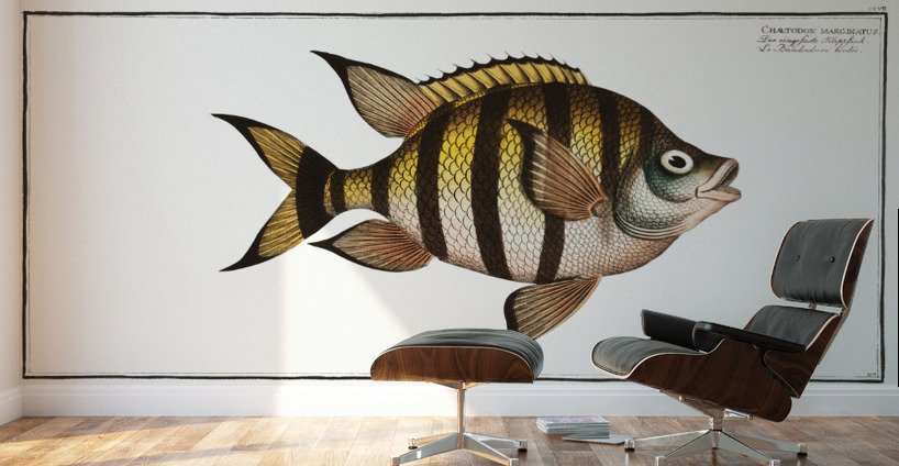 Chaetodon marginatus Wall Murals