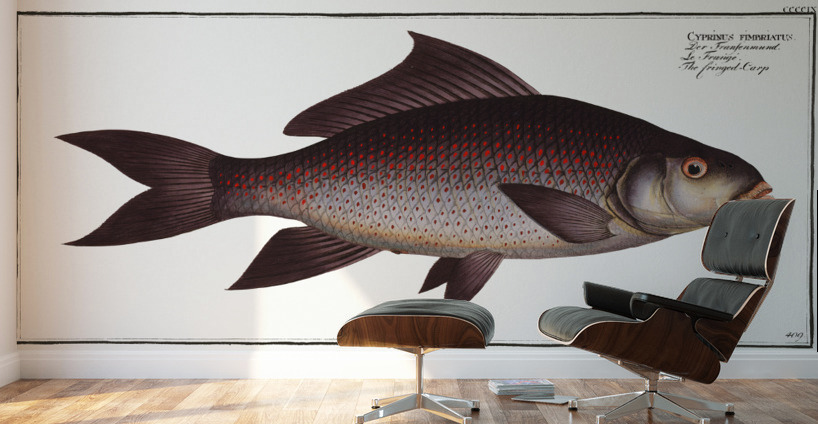Fringed Carp Cymbrinus fimbriatus Wall Murals