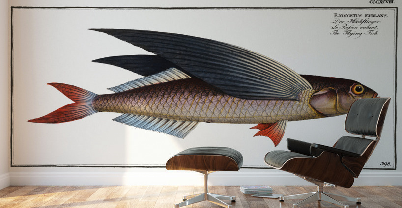 Flying-Fish Exocoetus evolans Wall Murals