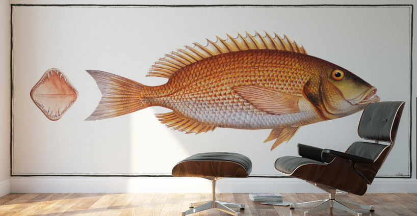 Sea-Rough Sparus Dentex Wall Murals