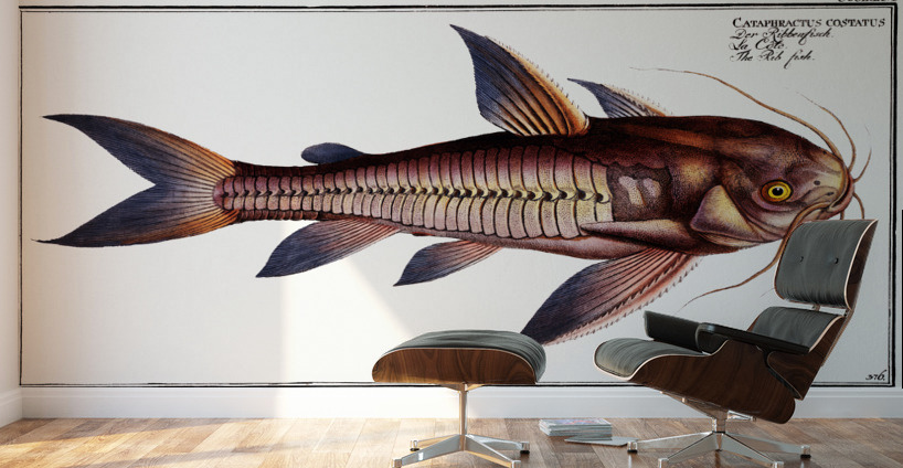 Rib-fish Cataphractus costatus Wall Murals