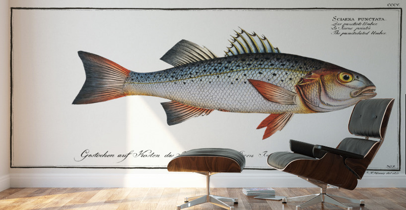 Punctulated Umber Sciaena punctata Wall Murals