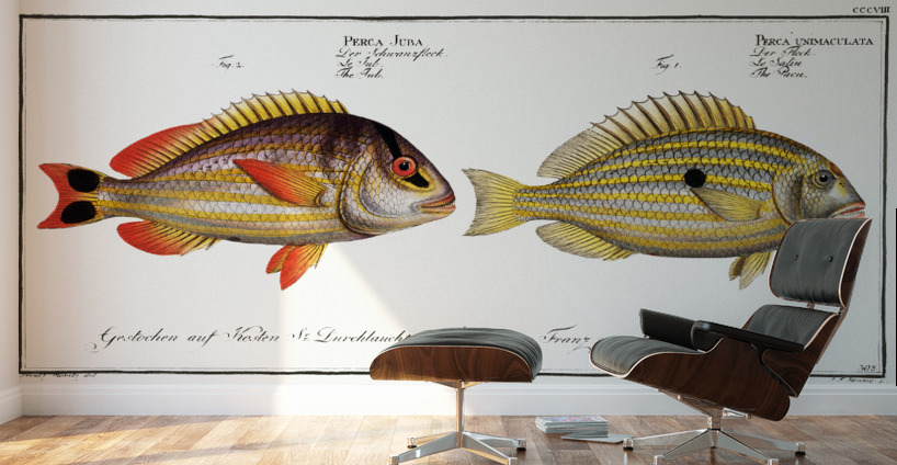1. Pacu Perca unimaculata 2. Jub Perca Juba Wall Murals