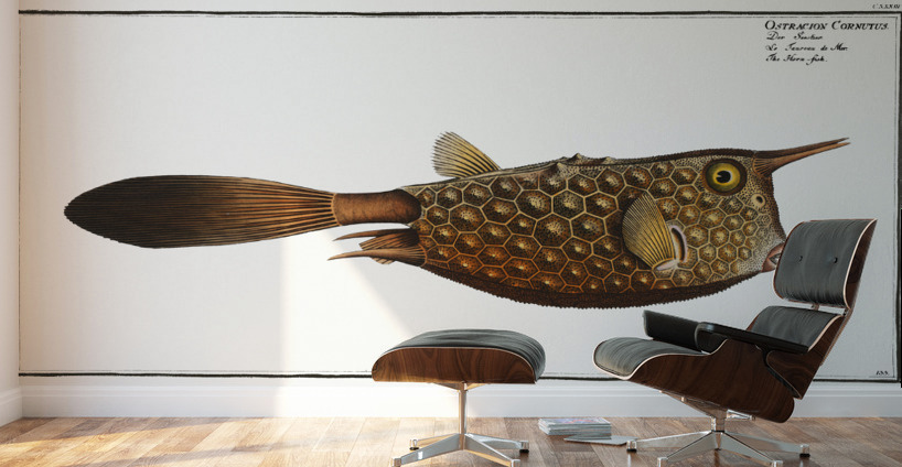 Horn-fish Ostracion Cornutus Wall Murals