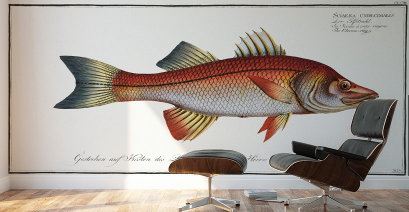 Eleven-ray Sciaena undecimalis Wall Murals