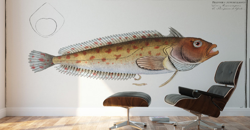 Blennius superciliosus Wall Murals