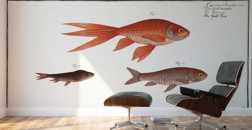 Gold-Fish Cyprinus Auratus Wall Murals