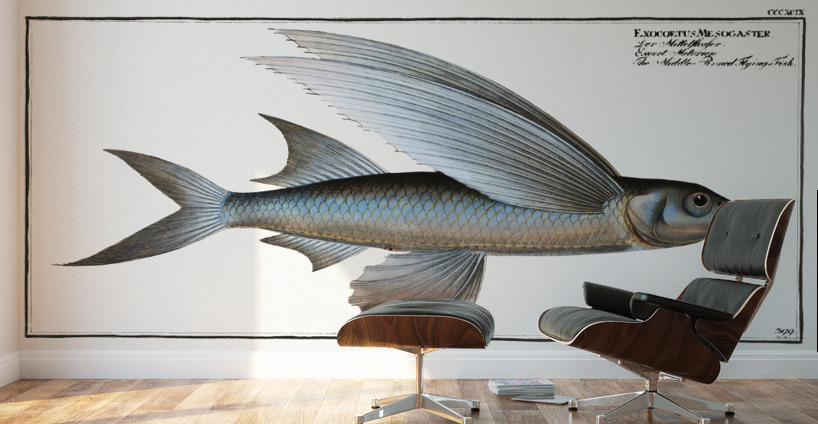 Middle-Pinned Flying-Fish Exocoetus Mesogaster Wall Murals