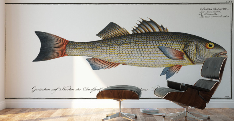 Two-spined Umber Sciaena diacantha Wall Murals