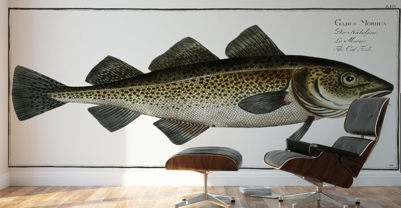 Cod Fish Gadus Morhua Wall Murals
