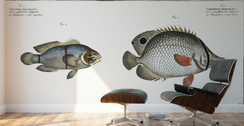 1. Chaetodon bimaculatus 2. Chaetodon biaculeatus Wall Murals