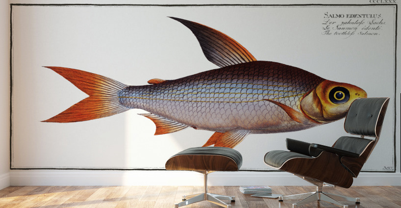 Toothless Salmon Salmo edentulus Wall Murals