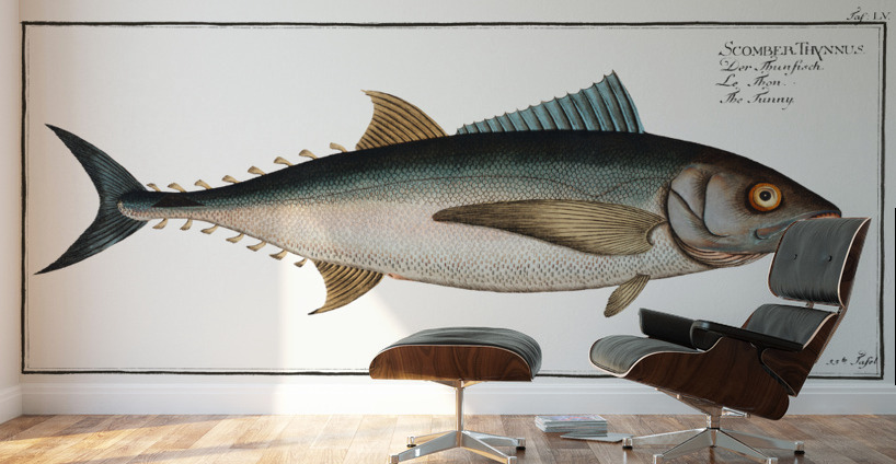 Tunny Scomber Thynnus Wall Murals
