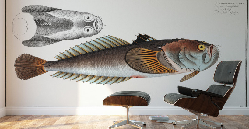Star-Gazer Uranoscopus Scaber Wall Murals