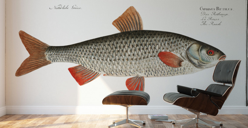 Roach Cyprinus Rutilus Wall Murals