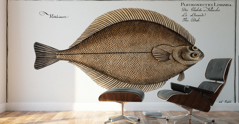Dab Pleuronectes Limanda Wall Murals